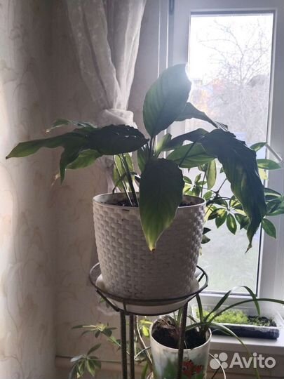 Спатифиллум женское счастье эхмея