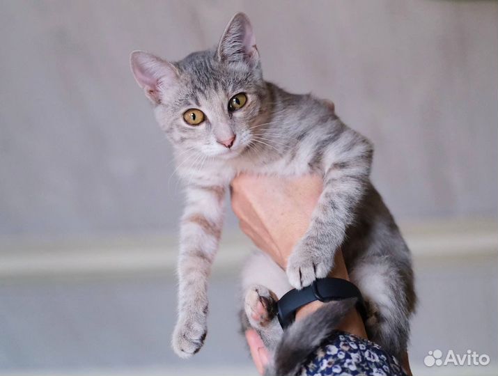 Котята в добрые руки бесплатно