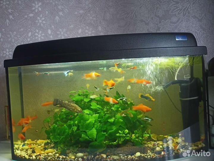 Аквариум с рыбками