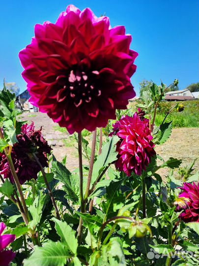 Георгины клубни