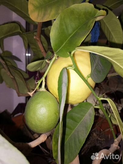 Лимонное дерево