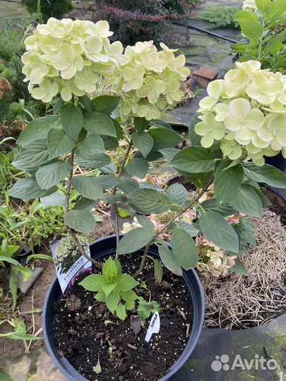 Гортензия серия Пан