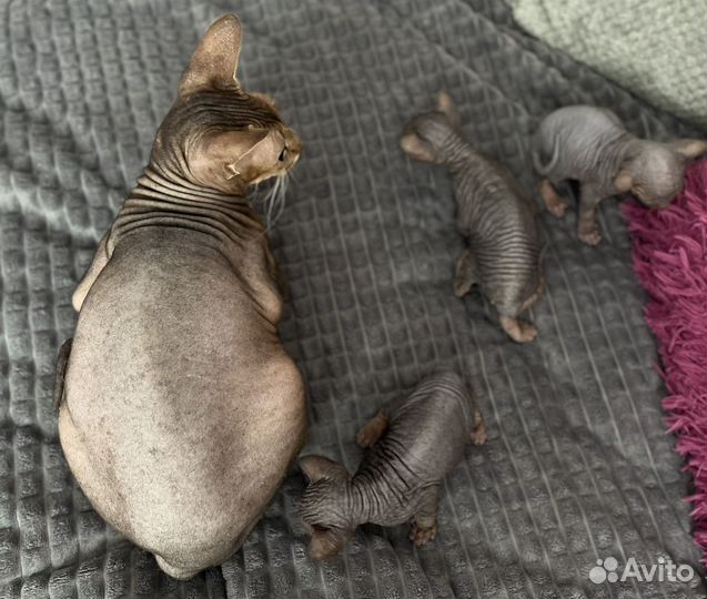 Котята сфинкс