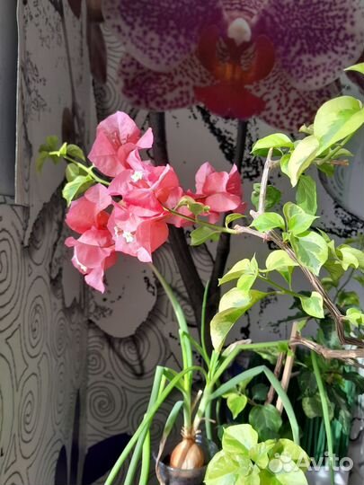 Бугенвиллея