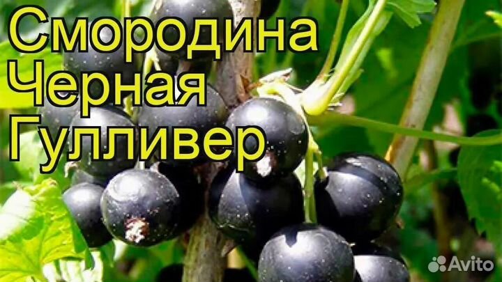 Саженцы черной смородины сорт Гулливер