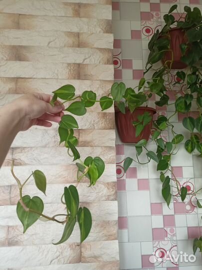 Филодендрон бразил