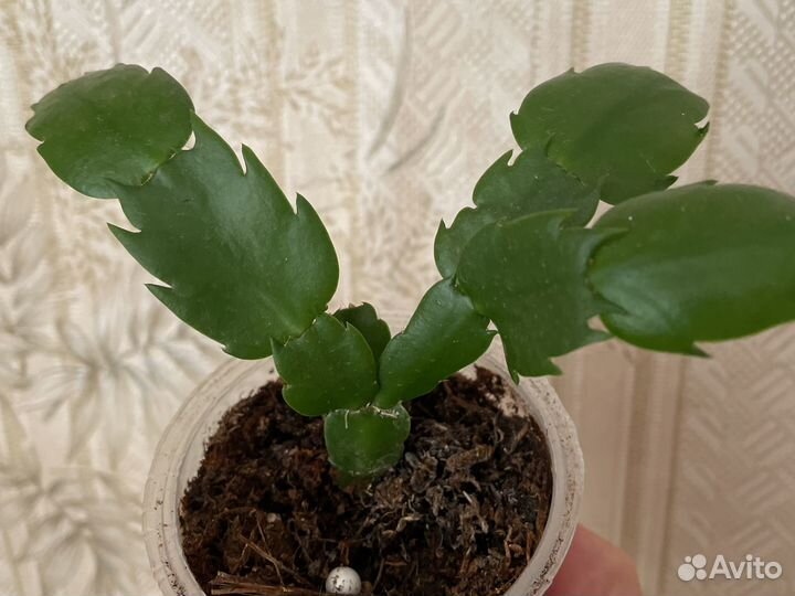 Шлюмбергера сорт Samba Brasil