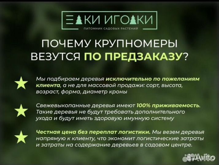 Туя смарагд 2,5 м