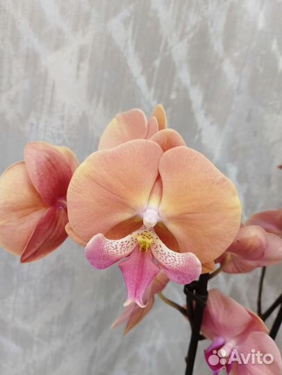 Цветущая орхидея Фелиция