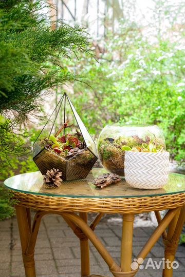 Дионея венерина мухоловка