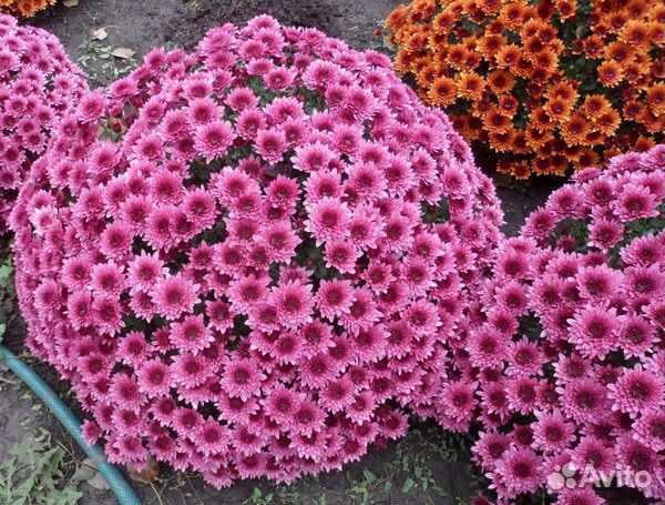 Мультифлора хризантема