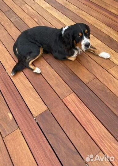 Планкен меранти PLM-1869