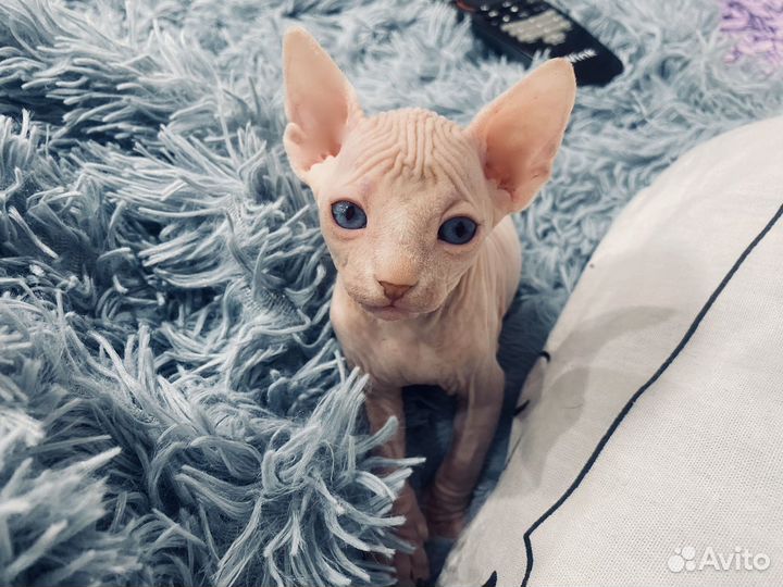 Канадский сфинкс котенок