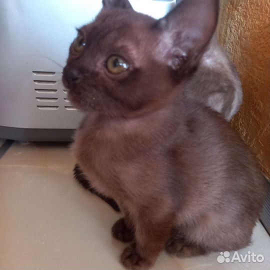 Бурманский котенок