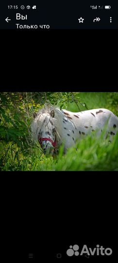 Пони Аппалуза