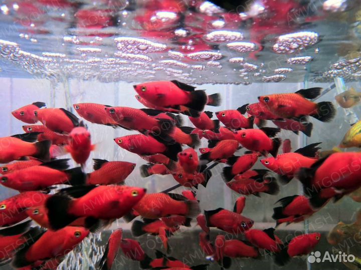 Пецилия флаговая (Poecilia velifera) красно-черна