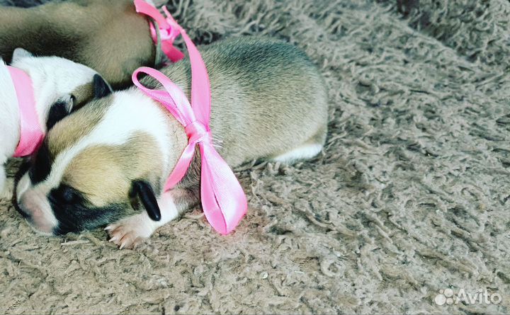 Американский питбультерьер