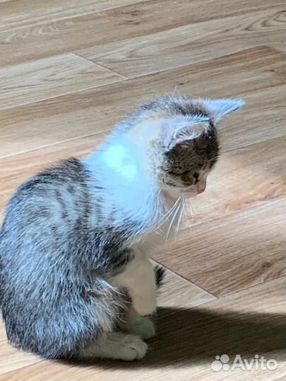 Котёнок