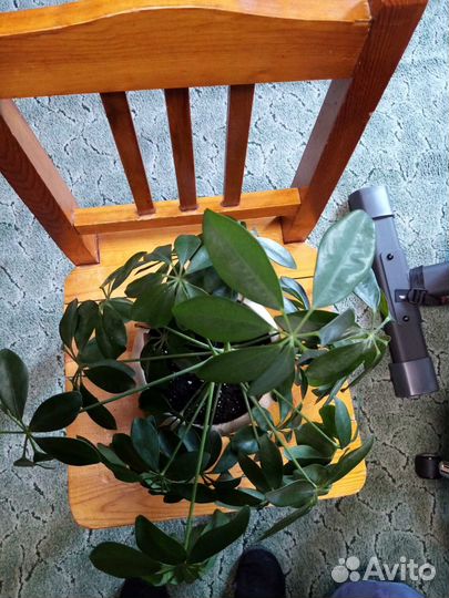 Комнатные цветы шефлера