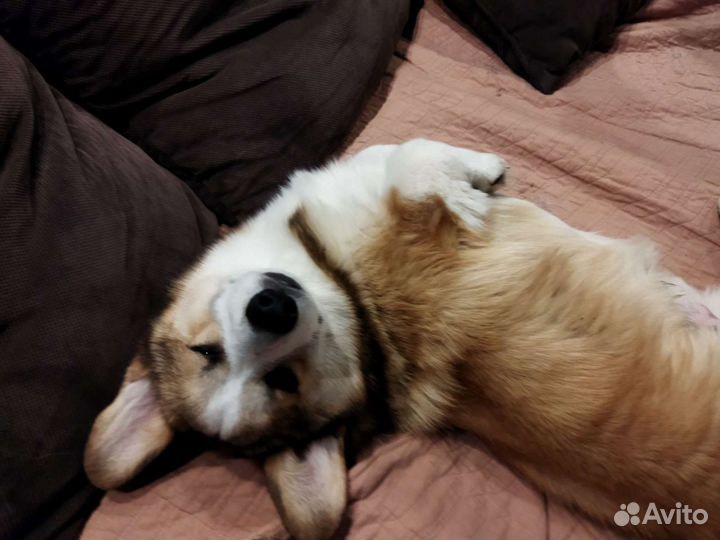 Передержка собак (с 1 по 22сентября я в отпуске)