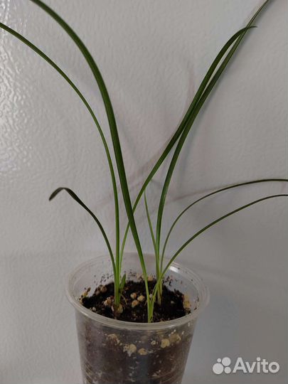 Зефирантес розовый крупноцветковый