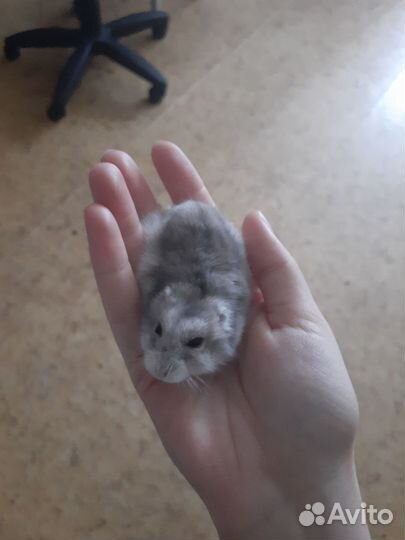 Отдам хомячка(девочка)
