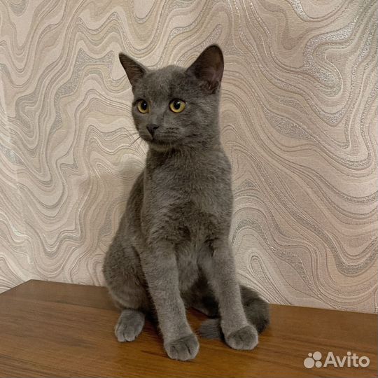 Котёнок мальчик