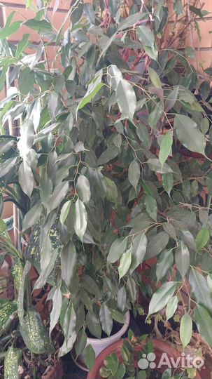 Фикус Бенджамина большой