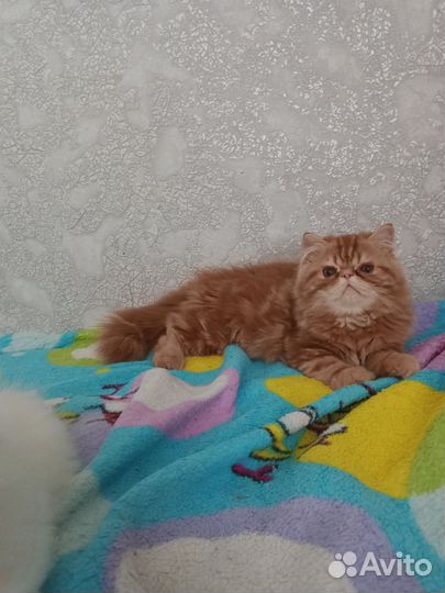 Персы котики