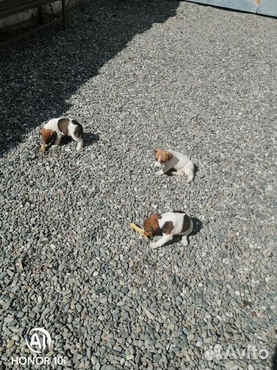 Щенок джек рассел бесплатно