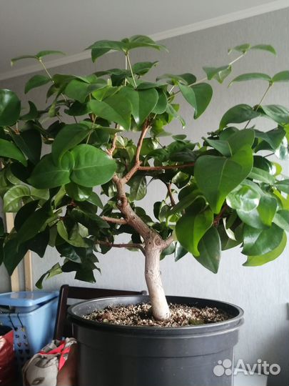 Евгения унифлора (суринамская вишня, питанга)