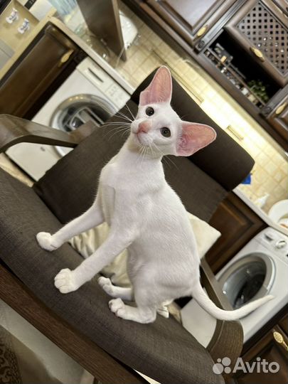 Котята петерболд