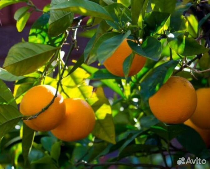 Мандарин,Лимон Мейера, Апельсин вашингт., кумкват