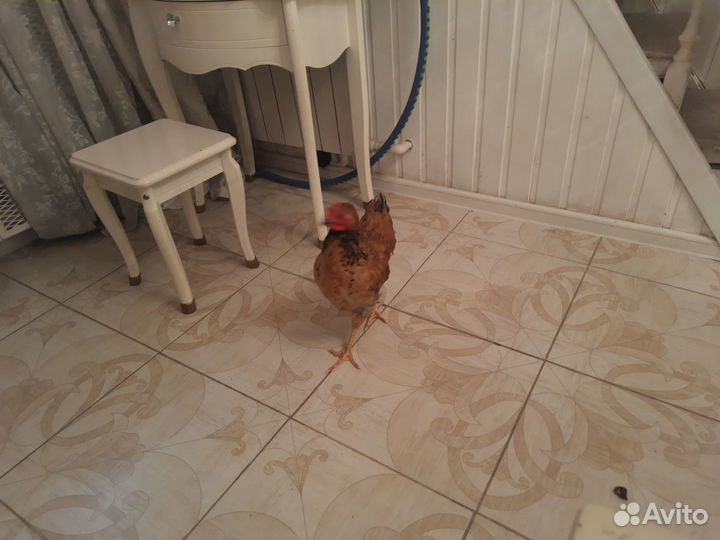 Молодые петухи