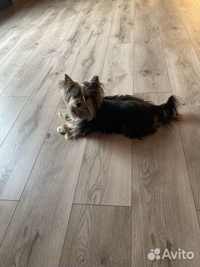 Домашняя передержка мелких животных. Чистка зубов