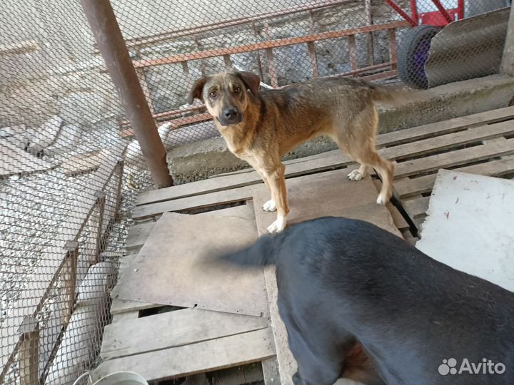 Собака в добрые руки