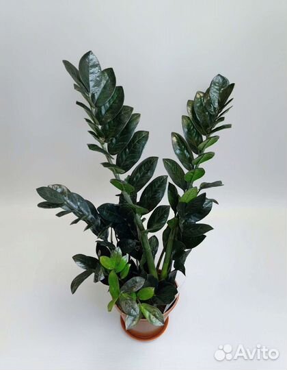 Чёрный замиокулькас Raven высотой 64 см