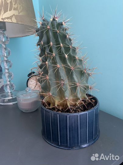 Бодрый Кактус