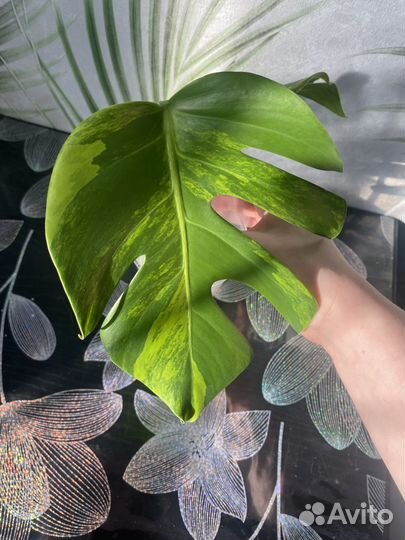 Монстера еллоу сплеш