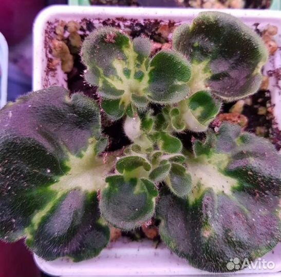 Фиалка сортовая лф-Клевер 3 шт