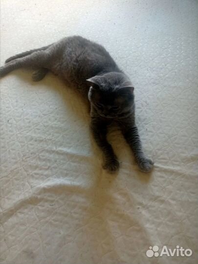 Отдается в добрые руки породистый кот