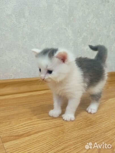 Милые котята