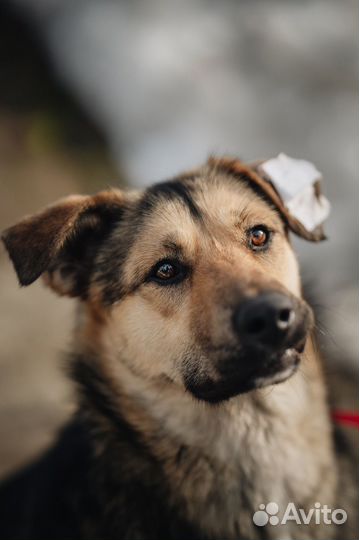 Ласковая собака