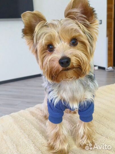 Йоркширский терьер вязка мальчик