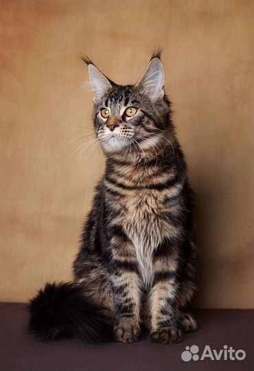 Котята мейн-кун кошка Енот