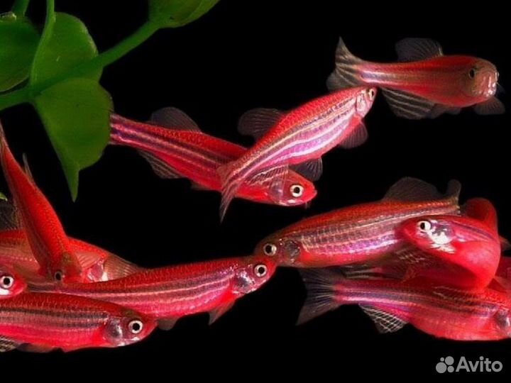 Данио розовый (Brachydanio rerio)