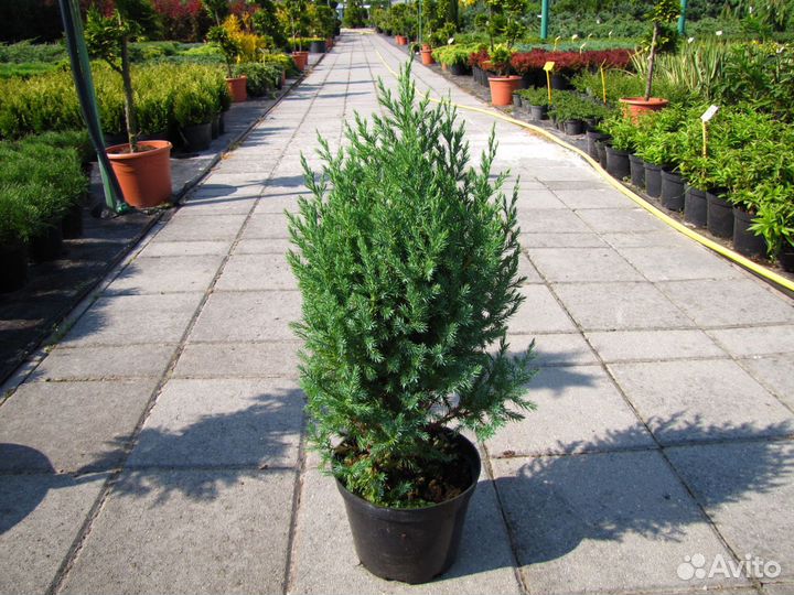 Можжевельник