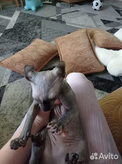 Кошечка Канадский сфинкс