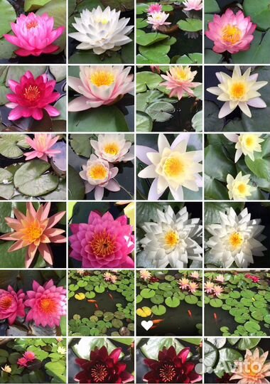 Водяные лилии, нимфеи,кувшинки