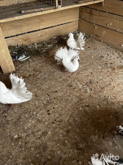 Голуби павлины